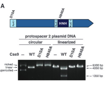 <p>explain fig 2A jinik</p>