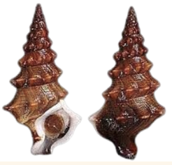 <p><strong>FILO<br>CLASE</strong><br><strong>SUBCLASE</strong><br><strong>ORDEN</strong><br><strong>FAMILIA</strong><br><strong>GÉNERO<br>CARACTERÍSTICAS</strong><br><strong>RÁDULA<br>ALIMENTACIÓN <br>HÁBITAT</strong></p>