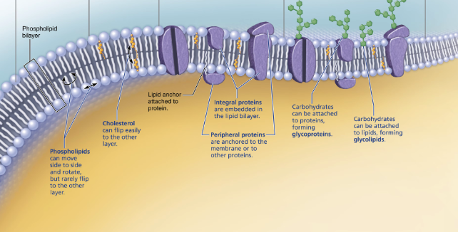 <p>About 75% phospholipids, 20% cholesterol, and 5% glycolipids according to the slides. (where glycolipids are carbohydrates attatched to lipids)</p>