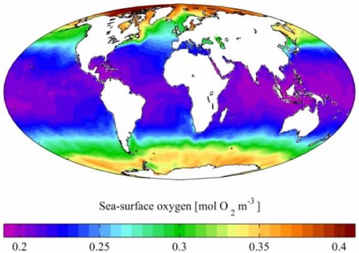 <p>lower oxygen at the equator and higher oxygen at the poles, this is because colder water holds more oxygen since the solubility of oxygen increases at decreased temperatures</p>