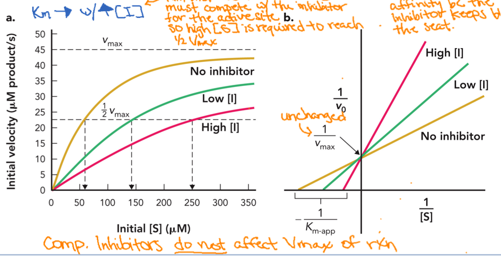 <p>Michaelis-Menten graph, as inhibitor concentration increases:</p><ul><li><p>Curve shifts to the right</p></li><li><p>Reaches the same Vmax</p></li><li><p>Km increases (more [S] needed to reach ½ Vmax</p></li></ul><p>Lineweaver-Burk graph</p><ul><li><p>Same y-intercept (Vmax unchanged)</p></li><li><p>Slope increases, Km ↑ → slope↑ </p></li><li><p>Km ↑ → value gets closer to zero (x-intercept shifts right)</p></li></ul><p></p>
