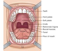 <p>anterior tonsialla pillar (palatolossal arch)</p><p>palatine tonsil (sits in the tonsillar fossa)</p><p>posterior tonsiallr pillar (palatopharyngeus arch)</p>