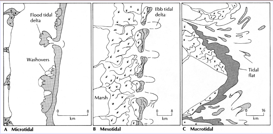 <p>Microtidal < 2m (river deltas, barrier islands; <strong>wave-dominated</strong>)</p><p>Mesotidal 2 - 4m (tidal deltas and inlets; <strong>mixed energy</strong>)</p><p>Macrotidal > 4m (offshore linear sand ridges; <strong>tide-dominated</strong>)</p>