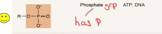 <p>Phosphate group — found in ATP and DNA.</p>