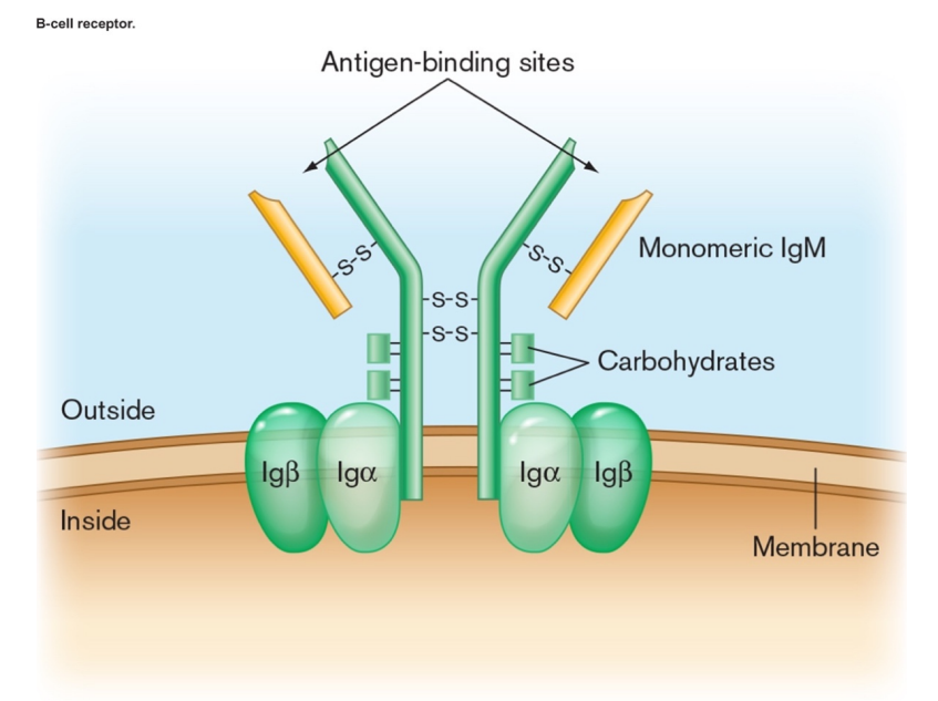 <ul><li><p>antibodies are secreted by activated B cells </p></li><li><p>BCR has extra domain in tail to insert into membrane</p></li></ul><p></p>