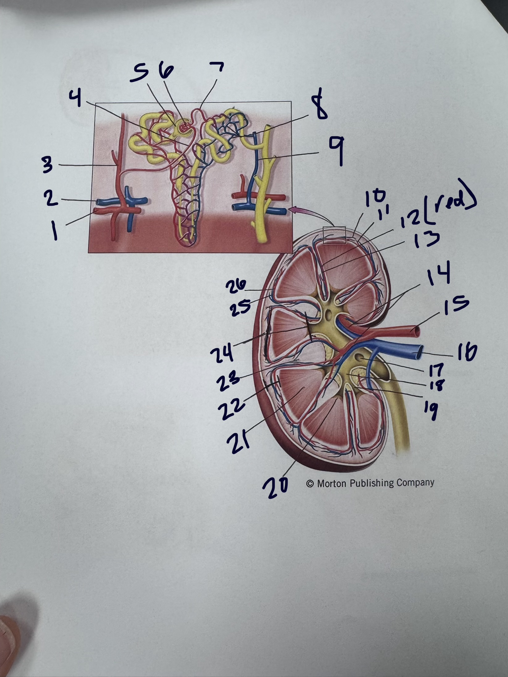 <p>3</p>