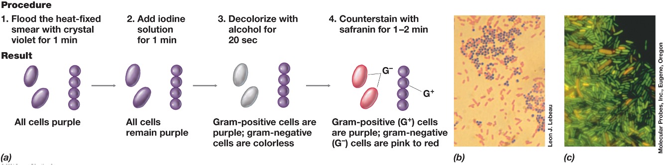 <ul><li><p><em>Render different kinds of cells in different colors. </em></p></li><li><p><em>Gram stain is an example which causes differences because of cell wall structure </em></p></li><li><p><em>Gram positive bacteria appear purple and gram negative appear pink. </em></p></li></ul><p></p>