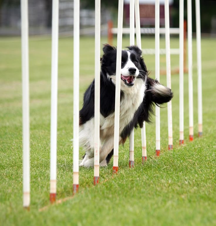 <p>Agility (noun)</p>