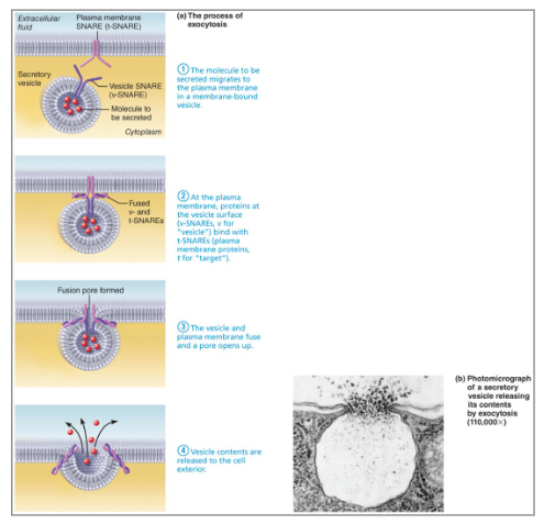 <p>Fill in the blanks:</p><ul><li><p><span style="background-color: transparent;"><strong>Exocytosis</strong>—a mechanism that moves substances out of the cell</span></p><ul><li><p><span style="background-color: transparent;">Substance is enclosed in a ___</span></p></li><li><p><span style="background-color: transparent;">The ___ migrates to the plasma membrane</span></p></li></ul></li></ul><p></p>