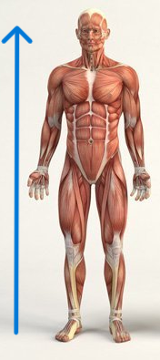 <p>describes a position above or higher; also called superior</p>