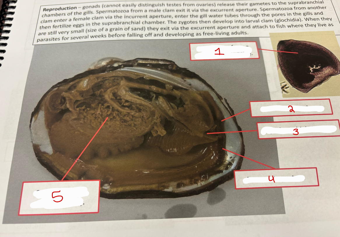 <p>Clam Reproduction</p>
