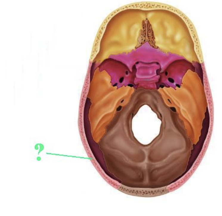 <p>parietal </p>