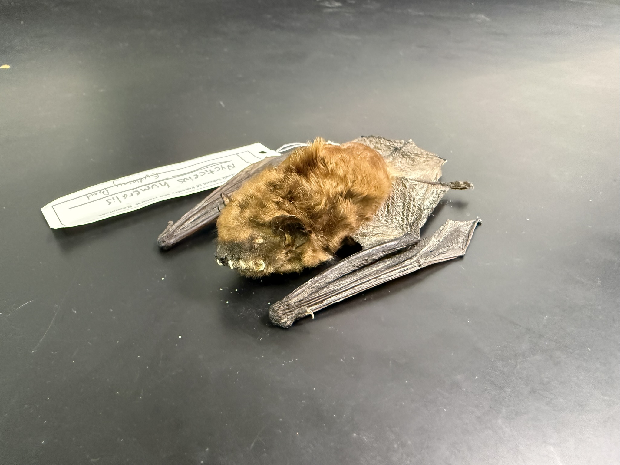 <p>What is the name and taxonomy of the species?</p>