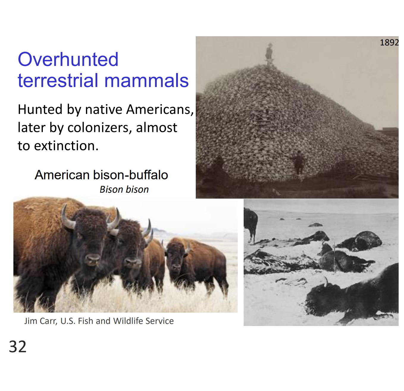 <p>Hunted by native Americans, later by colonizers, almost to extinction.</p><ul><li><p>American bison-buffalo Bison bison</p></li></ul><p></p>