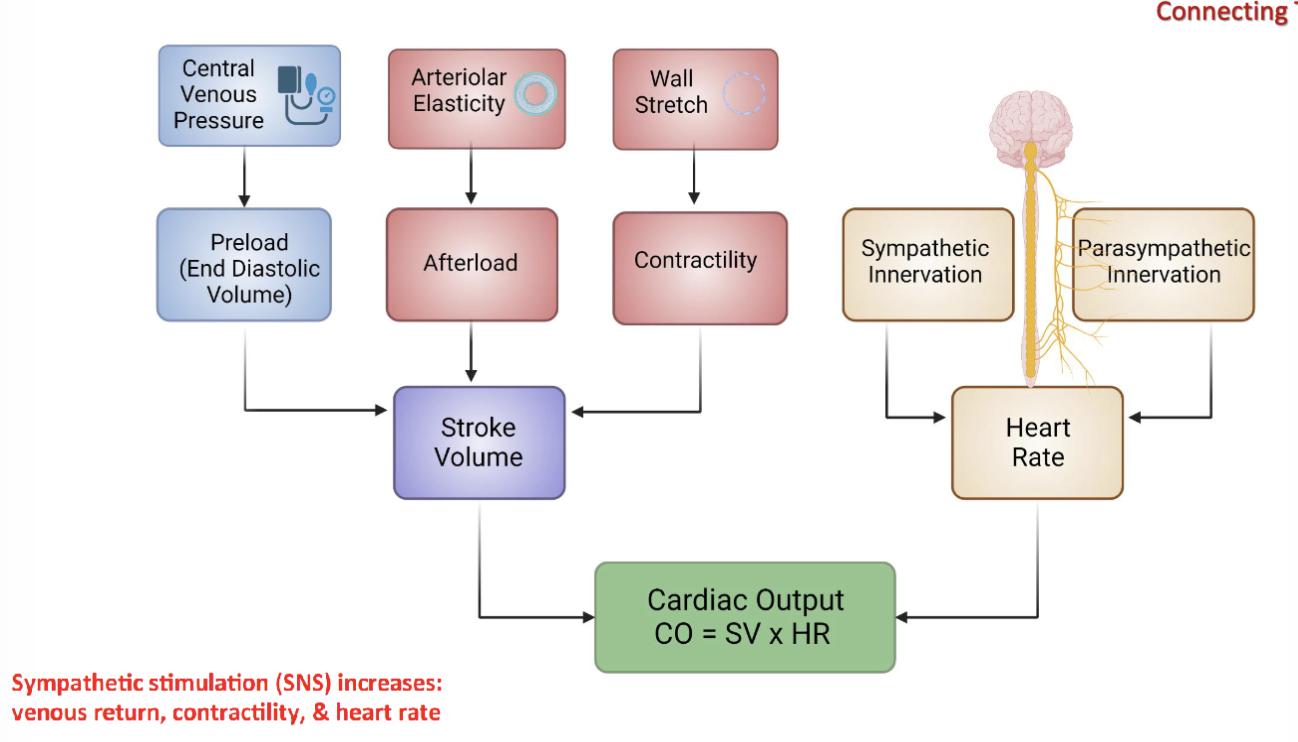 <p>cardiac output (CO): volume of blood pumped out of the ventricles in ONE MINUTE</p><p>normal range: 5-6 L/min</p><p>SV: volume of blood pumped out of left ventricle in single heartbeat</p><p>normal range: 50-100 mL</p><p>CO = SV * HR</p>
