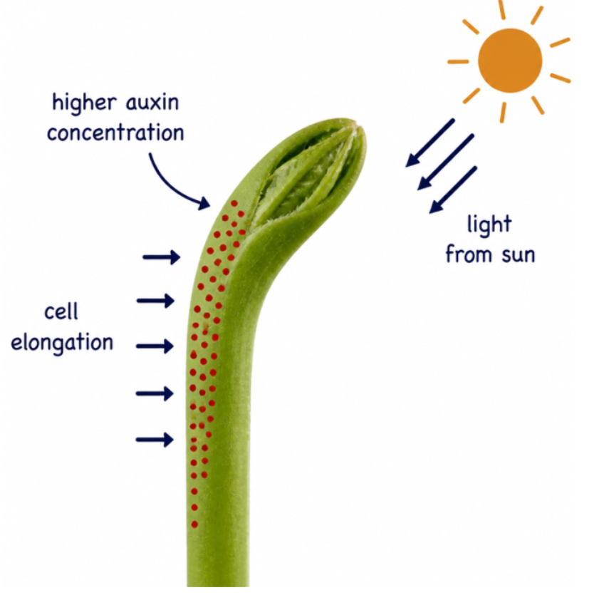 <p><strong>Auxins </strong>are produced at the tip of plant shoots, when light hits the plant, <strong>auxins </strong>move to the <em>shaded side</em>. This makes the shaded side elongate, physically bending the plant.</p>