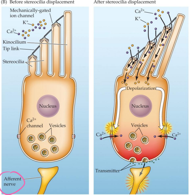 <ul><li><p>Extend into tectorial membrane </p></li><li><p>Tip links connect stereocilia - tension pulls stereocilia together - opening ion channels </p></li><li><p>don’t produce APs themselves - release graded amounts of NTs (glutamate) - afferent nerve produces AP</p></li><li><p>K+ depolarizes (endolymph has high K+ concentration; perilymph has low) → Ca+ channels open → NT released → cochlear nerve (afferent) AP</p></li></ul><p></p>