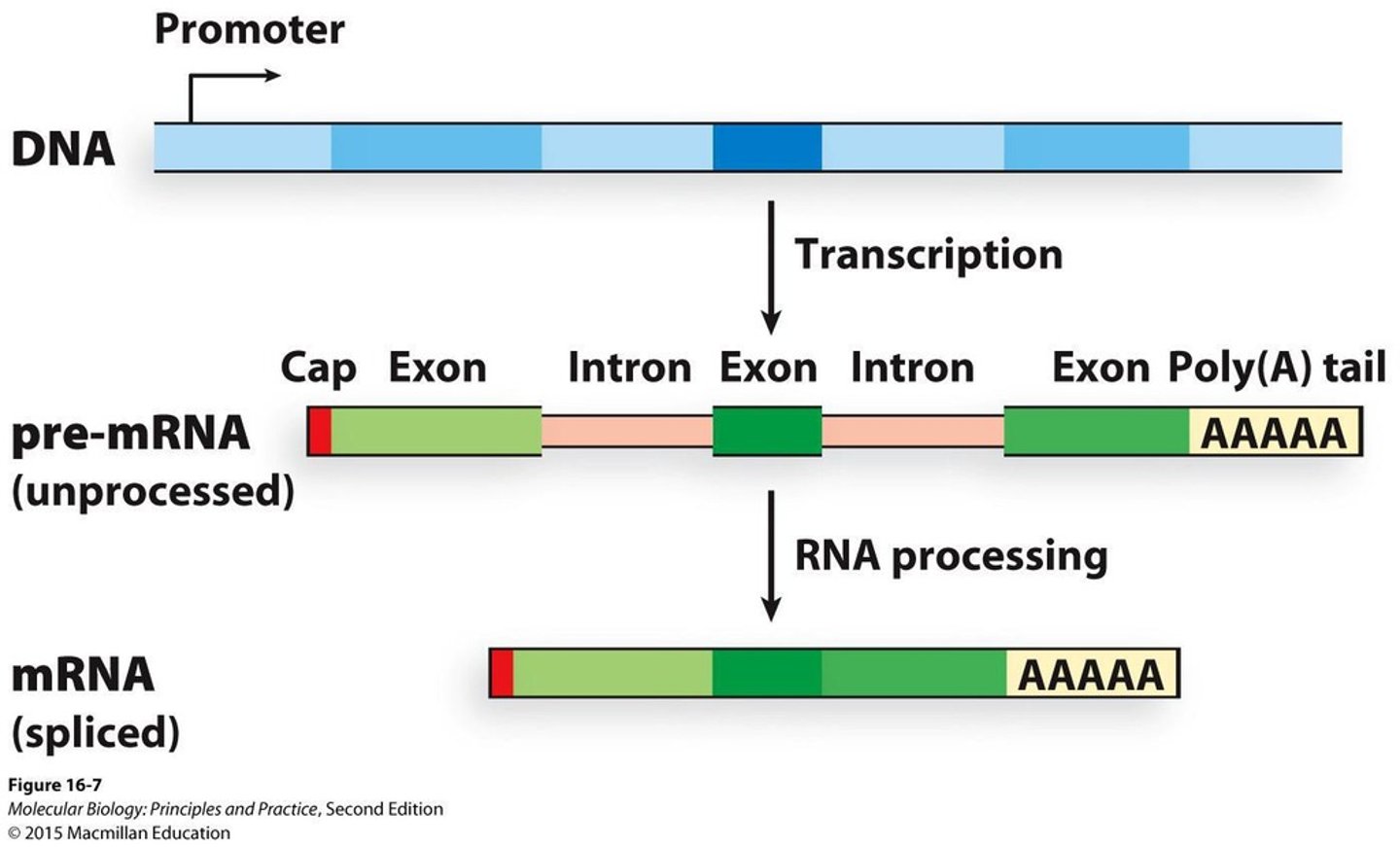 <p>To remove introns and join exons to produce mature mRNA.</p>