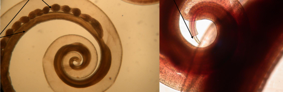 <p>What is this parasite </p>