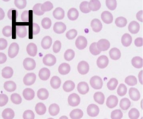 <p>What type of cell is this?</p>