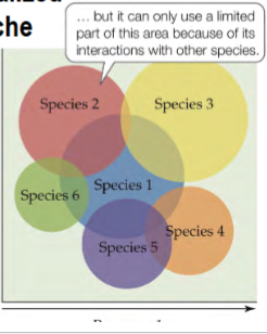 <p>the limited part of area in the fundamental niche where an individual/species can ACTUALLY use <em>because of interactions/competition</em> with other species</p>
