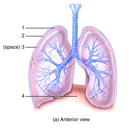 <ol><li><p></p></li></ol><p></p>