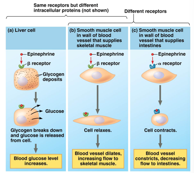 <p>Factors Affecting Hormone Response</p>