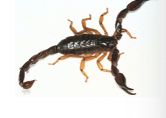 <p>what is the phylum/subphylum and class of this organism</p>
