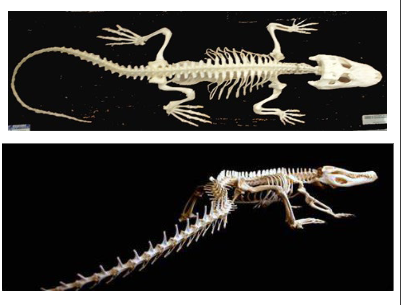 <p>How does the number of bones in the appendages of this reptile compared to amphibians and other tetrapods?</p>