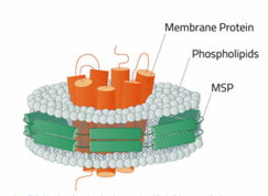 <ul><li><p>na osnovi MSP (membrane scaffolding protein) - basically mamo lipide okrog želenega proteina, ki so obkroženi/zajeti skupi z MSP (2 antiparalelni verigi MSPja na disk)</p></li><li><p>najprej ekstrakcija prot iz mem z detergentom → ga zamenjamo z lipidi + MSP </p></li><li><p>protein ohrani veliko konformacijsko svobodo, ostane funkcionalen</p></li><li><p>lahko krioEM in NMR, nemoremo kristalografije</p></li></ul><p></p>
