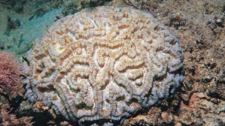 <p>CNIDARIA Wilsoni brain coral</p>