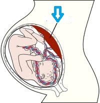 <p><span>placenta</span></p>
