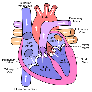 <p>label the parts of the heart!</p>