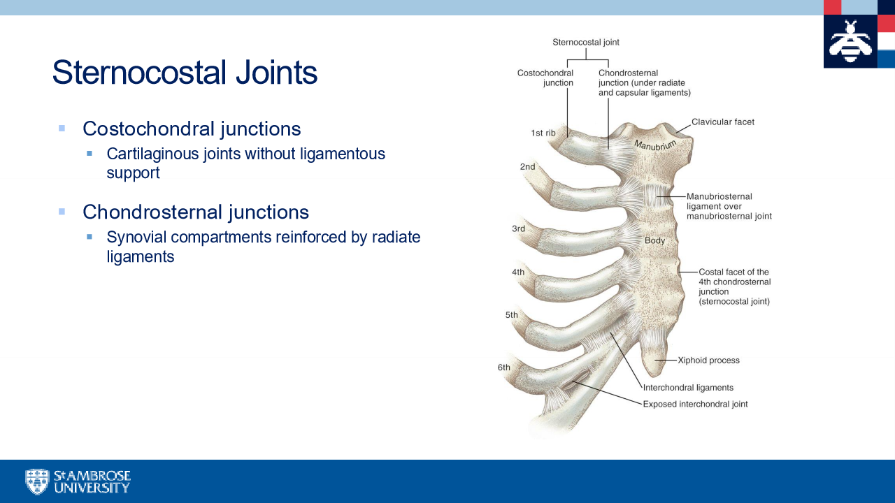 <p>sternum to costal cartilage </p>