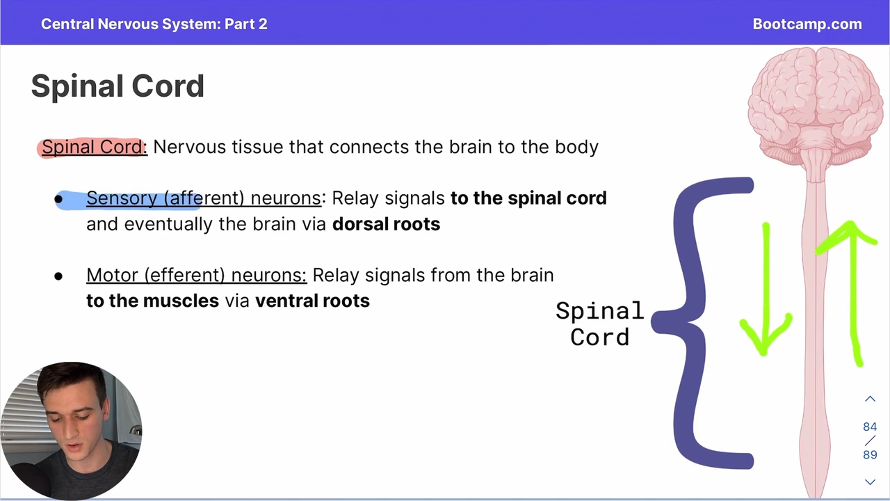 <p>Relay signals to the spinal cord and eventually the brain via the dorsal roots </p><p></p><p>AFTER THERE IS A SIGNAL </p>