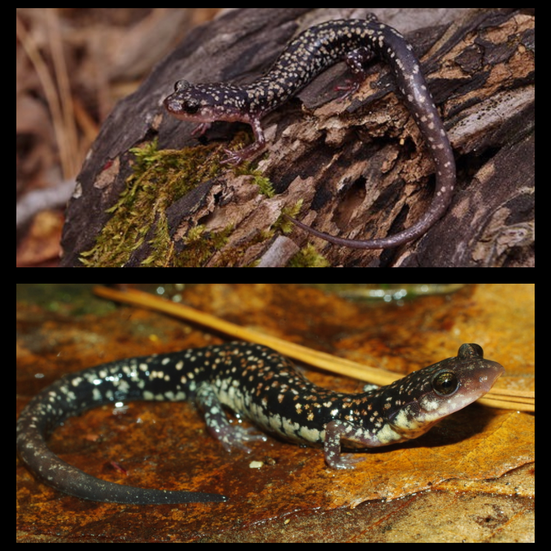 <p>Caddo Mountain Salamander</p>