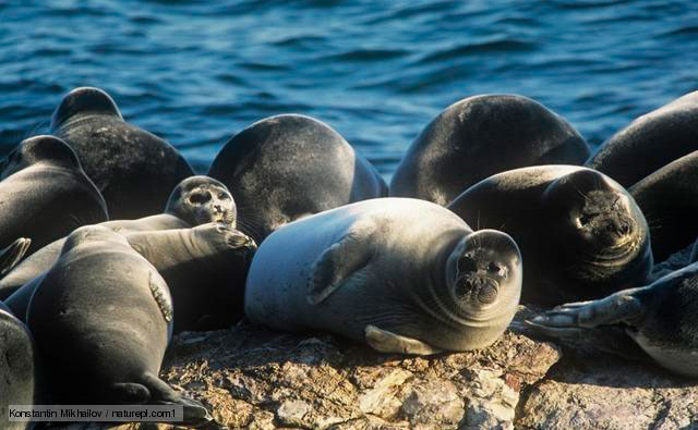 <p>a colony of seals</p>