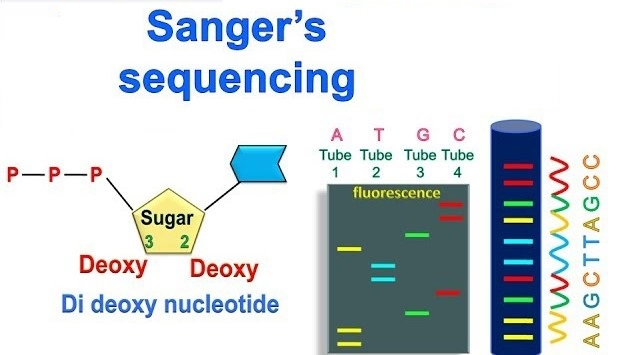 <p><span>Template DNA is mixed with a primer, DNA polymerase, normal nucleotides (dNTPs), and fluorescently labeled dideoxynucleotides (ddNTPs).</span></p>