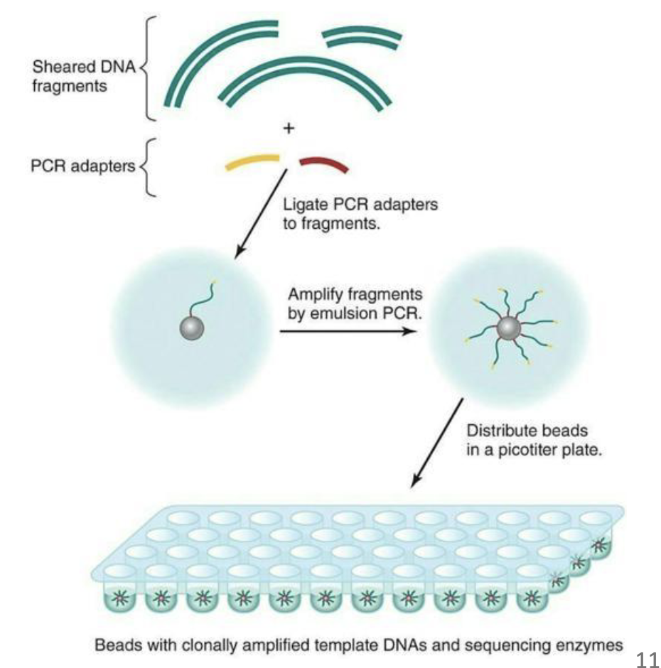 <ul><li><p>DNA doesn’t have to be cloned first, only fragmented.</p></li></ul><ul><li><p>Technically, many sequencing reactions carried out at once in a well format.</p></li><li><p>Software analysis makes sense of the many reaction results generated at the same time.</p></li></ul><p></p>