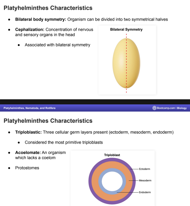 <ul><li><p><strong>Bilateral Body Symmetry</strong> (two symettrical halves)</p></li></ul><ul><li><p><strong>Cephalization: </strong>Concentration of <strong>nervous </strong>and <strong>sensory organs </strong>in the <strong>head</strong></p><ul><li><p>Associated with bilateral symmetry</p></li></ul></li><li><p><strong>Tripoblastic: </strong>(ectoderm, mesoderm, and endoderm)</p><ul><li><p>Most primitive triploblast</p></li></ul></li><li><p><strong>Aceolomate</strong></p><ul><li><p>an organism without a coelom</p></li><li><p><strong>Protostome</strong></p></li></ul></li></ul><p></p>