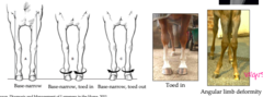 <p>conformational fault of forelimb</p><p>- associated with splint bone disease</p><p>- fetlock osteoarthritis </p><p>- structural changes/damage if not corrected early</p>