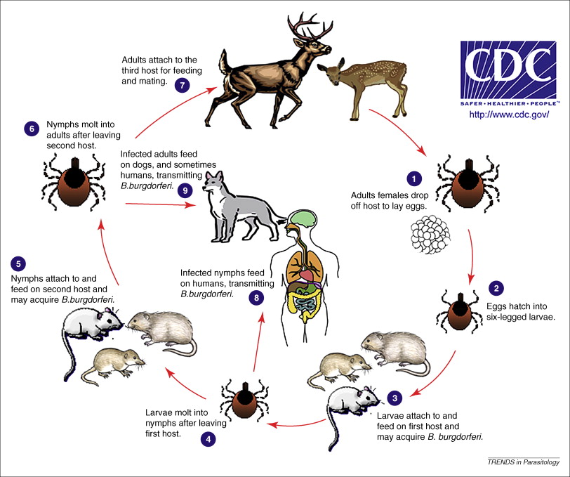 <p>Four life stages: egg, larva, nymph, adult</p><ul><li><p>A tick needs a blood meal at each stage to survive</p></li><li><p>Spring - eggs are laid</p></li><li><p>Summer - hungry 6-legged larva hatch</p></li><li><p>Next spring - 8-legged nymphs look for their next blood meal, can now transmit pathogens</p></li><li><p>Fall or winter - nymphs transition into adults, females seek out another blood meal to reproduce</p></li></ul><p>Phylum - Arthropoda</p><p>Class - Arachnida </p><p>Subclass - Acari</p>