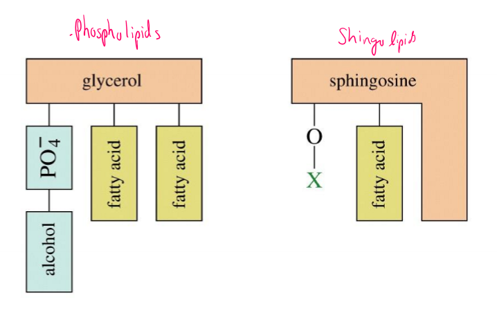 <p>What are the types of membrane lipids? What makes them different</p>