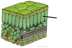 <p>Located between upper and lower epidermis of leaves, facilitates gas movement within leaf. Contain chloroplasts</p>