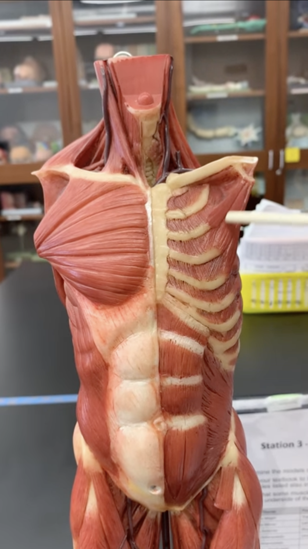 <p>Pectoralis Minor (O, I, A)</p>
