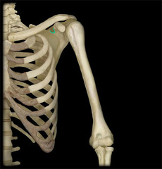 <p>Identify the structure</p>