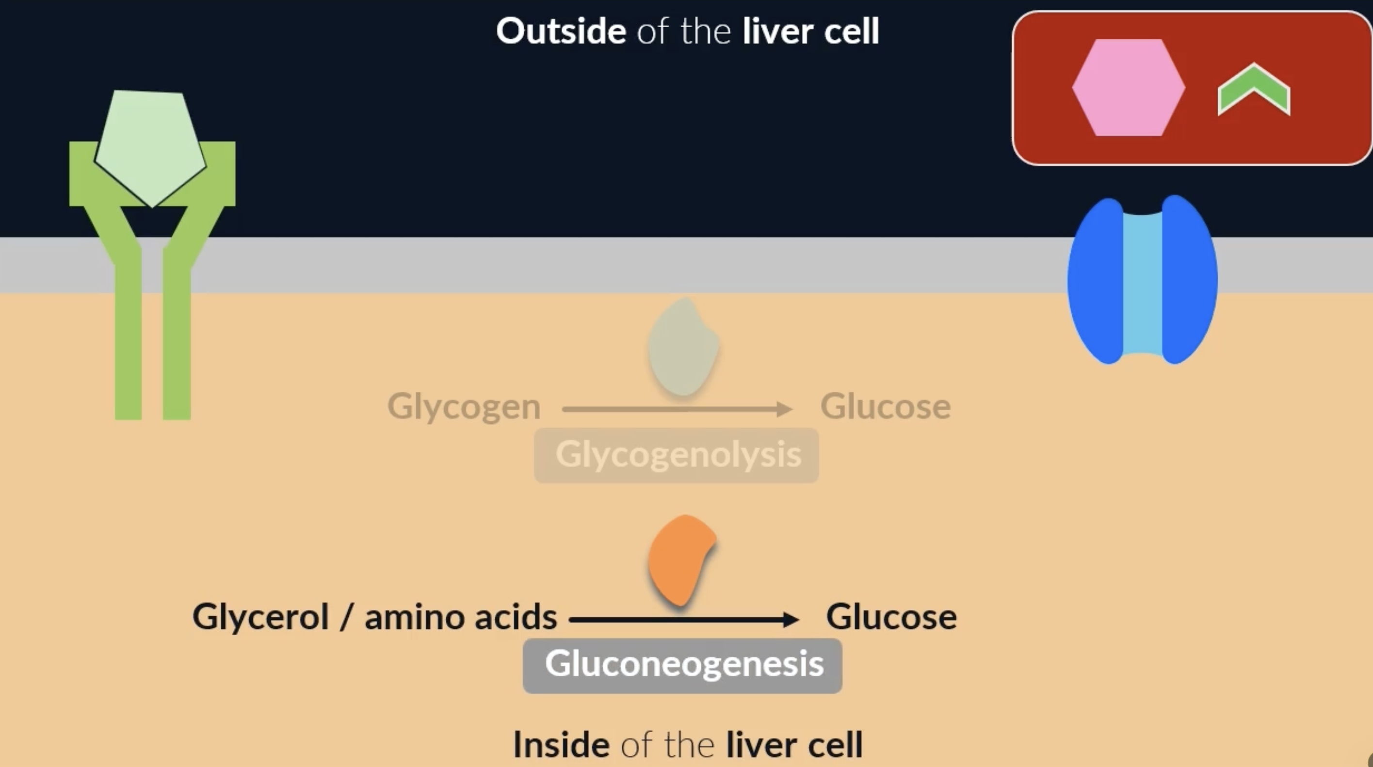 <p>glucagon receptors are usually only found on the cell membrane of liver cells</p><p><strong>glycogenolysis</strong> : breakdown of glycogen into glucose</p><p>when glucagon binds to these receptors, it activates enzymes which catalyse the conversion of glycogen to glucose. the glucose can then leave the cell through the glucose channel proteins and increase the blood glucose concentration = glycogenolysis * secondary messenger pathway on flashcard 32</p><p><strong>gluconeogensis</strong> : formation of glucose form non-carbohydrate sources (glycerol and amino acids)</p><p>when glucagon binds to its receptors, another enzyme is activated that can convert other molecules (such as glycerol and amino acids) into glucose = gluconeogenesis</p>