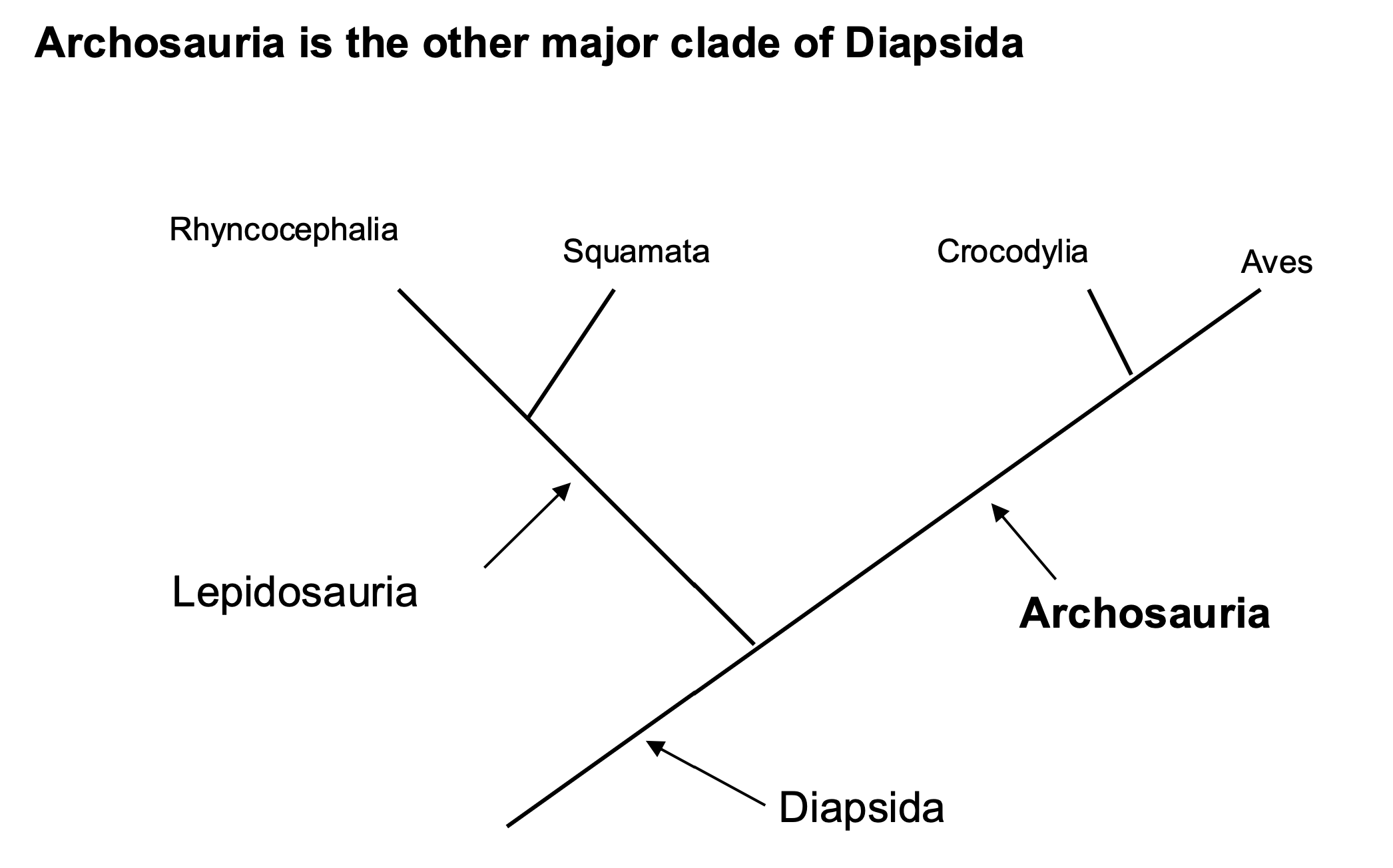 <p>Contains crocodylians, birds/dinosaurs</p><p>Synapomorphies of archosaurs:</p><p>• Mandibular fenestra (= hole in lower jaw)</p><p>• Antorbital fenestra (= hole in skull anterior to eye [orbit])</p>