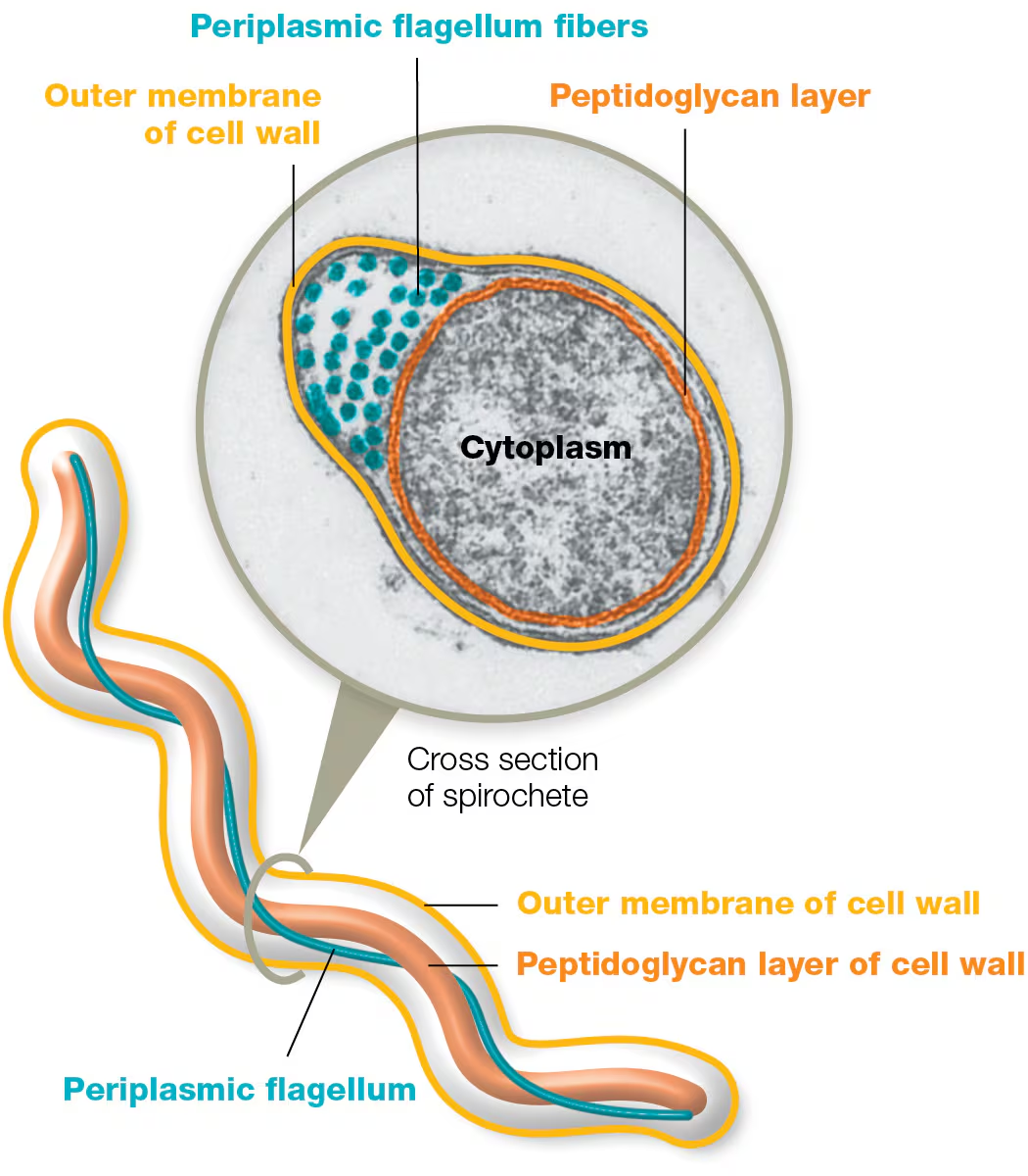 <p>A type of flagella that is found within the periplasmic space of some gram-negative bacteria, allowing spirochetes to move in their corkscrew motion</p>