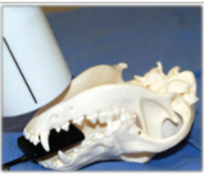 <p>70 degree rostral caudal oblique in dorsal recumbency </p>